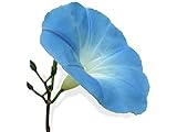 Photo 15 graines Fleurs - IPOMEE géante bleu d'azur H. 5 Mètres - Ipomoea, meilleur prix 2,18 € (0,15 € / unité), best-seller 2024