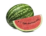 Photo Crimson Sweet Watermelon Seeds - Non-GMO - 3 Grams, best price $3.99, bestseller 2024