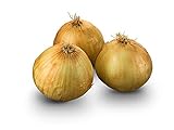 Photo Texas Early Grano Onions Seeds, 300 Heirloom Seeds Per Packet, Non GMO Seeds, Botanical Name: Allium cepa, Isla's Garden Seeds, best price $5.99 ($0.02 / Count), bestseller 2024
