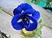 Tara-jardín de 50 semillas mariposa azul semillas de guisante CLITORIA ternatea vid de la flor Oganic NATIVE nuevo 2024