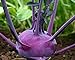 300 Graines de Chou Rave Delicatess Violet - légume ancien potager - méthode BIO nouveau 2024