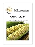 Foto Gemüsesamen Maissamen Ramondia F1 Zuckermais Portion, bester Preis 2,35 €, Bestseller 2024