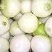 500 CRYSTAL WHITE WAX PEARL ONION Allium Cepa Vegetable Seeds new 2024
