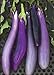 David's Garden Seeds Eggplant Ping Tung Long 7333 (Purple) 50 Non-GMO, Heirloom Seeds new 2024