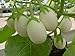 25 Pianta Delle Uova Seeds, Excellent italian Small white Eggplant new 2024