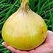 Ailsa Craig Exhibition Onions Seeds (25+ Seeds) new 2024