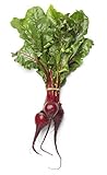 Photo Beet Seeds for Planting - Sprouting - Microgreens - About 500 Bulls Blood Vegetable Seeds to Plant!, best price $5.98, bestseller 2024