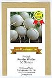Foto Rettich - Runder Weißer (50 Samen), bester Preis 1,80 €, Bestseller 2024