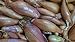 250 Samen Zwiebelsamen Echalion Zebrune - Zarter und ausgeprägter Geschmack - Unverzichtbar in der Küche - 100% natürlich - Geschmackliche Qualität - Garantiert keimfähig - Samen 100% reproduzierbar neu 2024