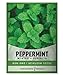 Peppermint Seeds for Planting is A Heirloom, Open-Pollinated, Non-GMO Herb Variety- Great for Indoor and Outdoor Gardening and Herbal Tea Gardens by Gardeners Basics new 2024