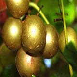 Photo 20 Seeds of Bronze White Muscadine Grape Seeds Wine OR Fresh Grapes, best price $19.99, bestseller 2024