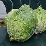 Photo Danish Ballhead Cabbage - 100 Seeds - Heirloom & Open-Pollinated Variety, Non-GMO Vegetable Seeds for Planting Outdoors in The Home Garden, Thresh Seed Company, best price $7.99, bestseller 2024