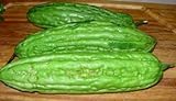 Photo Chinese Bitter Melon Green Skin Seeds (Foo GWA) by Stonysoil Seed Company, best price $8.75, bestseller 2024