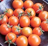 Photo Sweetest Cherry Tomato Seeds for Planting-Orange Sun Gold.Non GMO Garden Seeds for Planting Vegetables Seeds at Home Vegetable Garden and Hydroponics Seed Pods:10ct Sungold Cherry Tomato Plant Seeds, best price $2.99 ($0.30 / Count), bestseller 2024