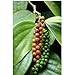 Piper nigrum - poivres - Graines de plantes tropicales rares (10) nouveau 2024