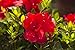 Encore Azalea Autumn Bonfire (1 Gallon) Red Flowering Shrub - Full Sun Live Outdoor Plant new 2024