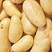Banana Potato - 6 Seed Potatoes new 2024
