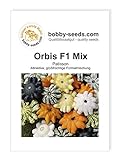 Foto Orbis F1 Kürbissamen von Bobby-Seeds, Portion, bester Preis 2,75 €, Bestseller 2024