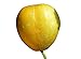 Zitronengurke (Lemon-Gurke) (Blickfang im Garten) 10 Samen neu 2024