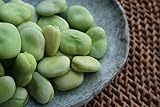 Photo Broad Windsor Pole Fava Bean Seeds - Non-GMO, best price $5.99 ($5.45 / Ounce), bestseller 2024