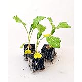 Foto Gemüsepflanzen - Kohlrabi/Weisser - Brassica oleracea var. gongylodes - 12 Pflanzen, bester Preis 5,90 € (0,49 € / Stück), Bestseller 2024