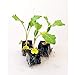Gemüsepflanzen - Kohlrabi/Weisser - Brassica oleracea var. gongylodes - 12 Pflanzen neu 2024
