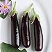 David's Garden Seeds Eggplant Hansel (Purple) 25 Non-GMO, Hybrid Seeds new 2024