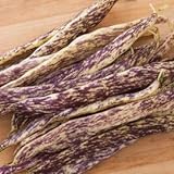 Photo Dragon Tongue Bush Bean Seeds - Packet of 20 Seeds, best price $7.97 ($0.40 / Count), bestseller 2024