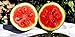 25 Moon and Star Watermelon Seeds | Non-GMO | Heirloom | Instant Latch Garden Seeds new 2024