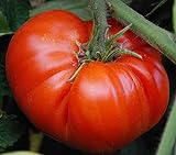 Foto 50 piezas de semillas de tomate reliquia de jardín que crece grandes frutos rojos regordetes variedades exóticas de verduras, mejor precio 4,99 €, éxito de ventas 2024