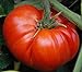 50 piezas de semillas de tomate reliquia de jardín que crece grandes frutos rojos regordetes variedades exóticas de verduras nuevo 2024