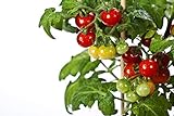 Photo 50 Tiny Tim Tomato Seeds - Patio Tomato, Dwarf Heirloom, Cherry Tomato - by RDR Seeds, best price $12.99 ($0.26 / Count), bestseller 2024