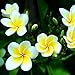 Lot de 100 graines de fleurs de frangipanier hawaïen pour le jardinage nouveau 2024
