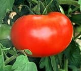 Photo 110+ Big Boy Organic NON-GMO Tomato Seeds - My Secret Garden - UPC742137106032, best price $4.59, bestseller 2024