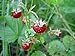Strawberry Seeds, Woodland Wild Strawberry Fruit/Plant Seeds, 150 Strawberry Seeds Per Packet, Non GMO Seeds, (Fragaria vesca), Isla's Garden Seeds new 2024