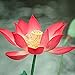 10 Pièces Lotus Frais Des Graines Fleur De Nénuphar Rouge Pour La Plantation De Serre De Fleurs D'été Pousse Toute L'année Belle Décoration De Paysage nouveau 2024