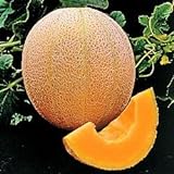Photo Seed Kingdom Cantaloupe Hales Best Jumbo Melon Heirloom Vegetable 3,000 Seeds, best price $12.45, bestseller 2024