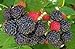 Raspberry Great Garden Fruit Bush by Seed Kingdom (800 Seeds) new 2024