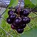 CHTING 100 Stück Traubenkerne Charme Obst kontinuierliche Aussaat während des ganzen Jahres kann kontinuierlich geerntet werden, Garten DIY Dekoration, geliebt und respektiert von Kunden neu 2024