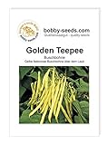 Foto Bohnensamen Golden Teepee Buschbohne Portion, bester Preis 1,75 €, Bestseller 2024
