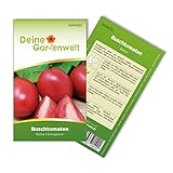 Foto Buschtomaten Roma VF Samen - Solanum lycopersicum - Tomatensamen - Gemüsesamen - Saatgut für 20 Pflanzen, bester Preis 1,99 € (0,10 € / stück), Bestseller 2024