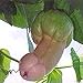 30 Stück Penis Melone Kürbiskerne Gartenhof Bonsai Köstliche Gemüsepflanzen Gartenpflanzensamen 30 Stück neu 2024