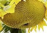 Photo 25 Seeds (NS) Sunzilla Sunflower, best price $40.00, bestseller 2024