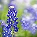 Texas Bluebonnet Seeds (Lupinus texensis) - Over 1,000 Premium Seeds - by 'createdbynature' new 2024