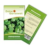 Foto Winterpostelein Winterportulak Samen - Claytonia perfoliata - Portulaksamen - Gemüsesamen - Saatgut für 250 Pflanzen, bester Preis 1,99 € (0,01 € / stück), Bestseller 2024
