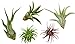 Variety Pack of Small Tillandsia Air Plants, Assortment of Exotic, Low Maintenance Live Air Plants Including Ionantha Rubra, Caput-Medusae, Harrissi, Velutina, & Ionantha Fuego Plants! (Set of 5) new 2024