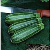 Photo Bush Baby Squash Seeds (25 Seed Packet) (More Heirloom, Organic, Non GMO, Vegetable, Fruit, Herb, Flower Garden Seeds at Seed King Express), best price $4.79, bestseller 2024