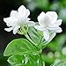 50Pièces graines de jasmin blanc fleurs à double tête graines de fleurs d'escalade vivaces petit parfum agréable et frais nouveau 2024