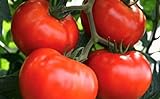 Photo 250 Tomato Seeds Manitoba| Non-GMO | Fresh Garden Seeds, best price $5.95 ($0.02 / Count), bestseller 2024