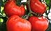 250 Tomato Seeds Manitoba| Non-GMO | Fresh Garden Seeds new 2024